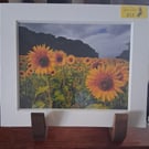 SUNFLOWER MOUNTED PHOTO