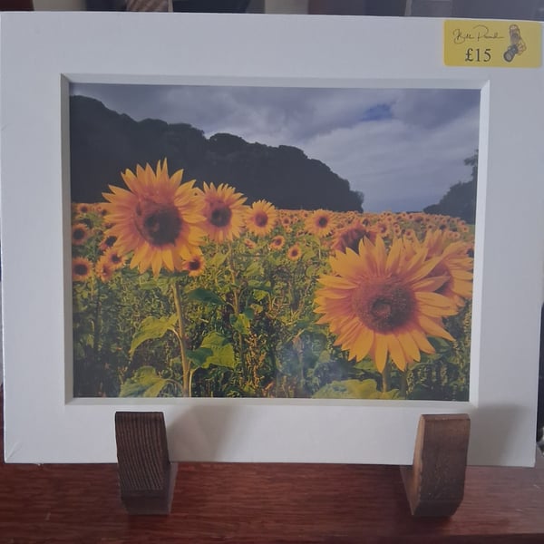 SUNFLOWER MOUNTED PHOTO