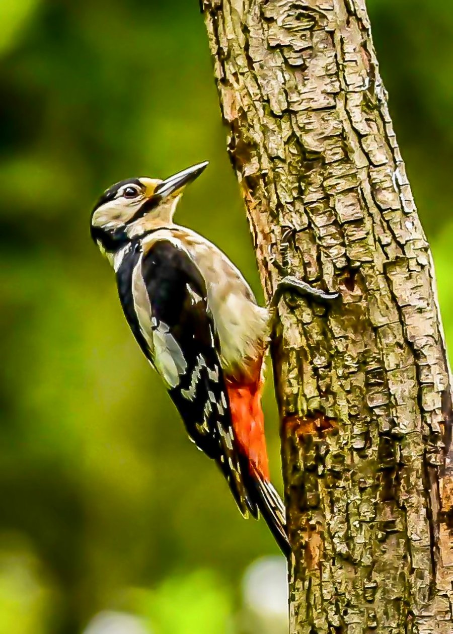 Great Spotted Woodpecker on a Tree - Photographic Print Greetings Card