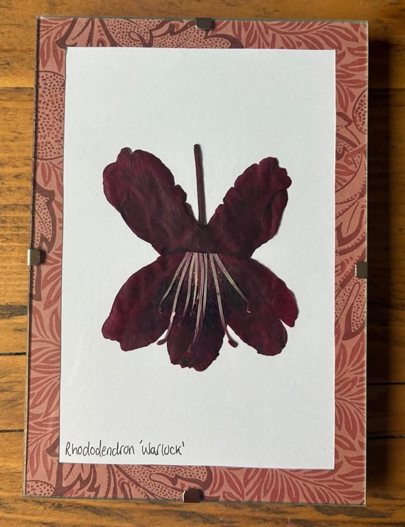 Real Pressed Flower Art in A6 Clip Frame - Rhododendron Flower