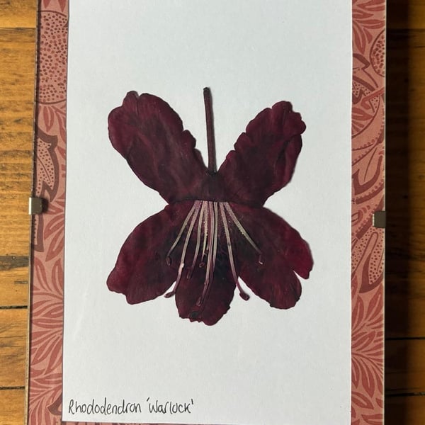 Real Pressed Flower Art in A6 Clip Frame - Rhododendron Flower