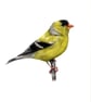 Goldfinch bird drawing 