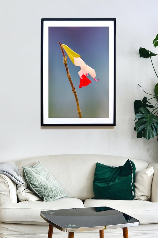 Hot Lips, Salvia flower wall art print