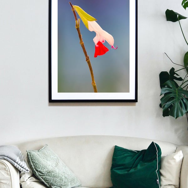 Hot Lips, Salvia flower wall art print