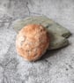 Sea Fossil Dish, Clay Pastel Trinket Bowl, Handmade Ceramic Vessel - Image 5