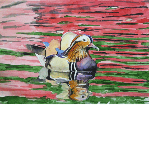 Mandarin duck. Original watercolour.
