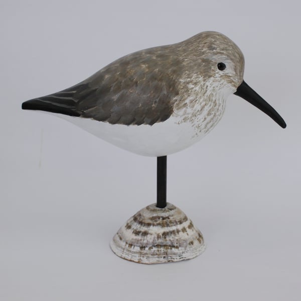 Dunlin on a limpet