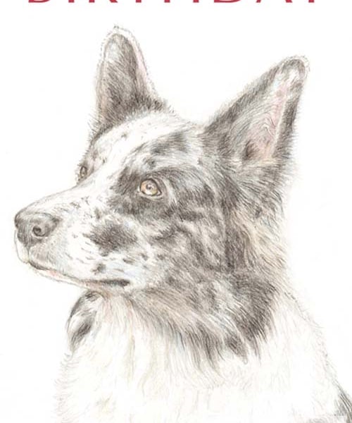 Nixi the Border Collie -  Birthday Card