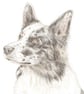Nixi the Border Collie -  Birthday Card - Image 1