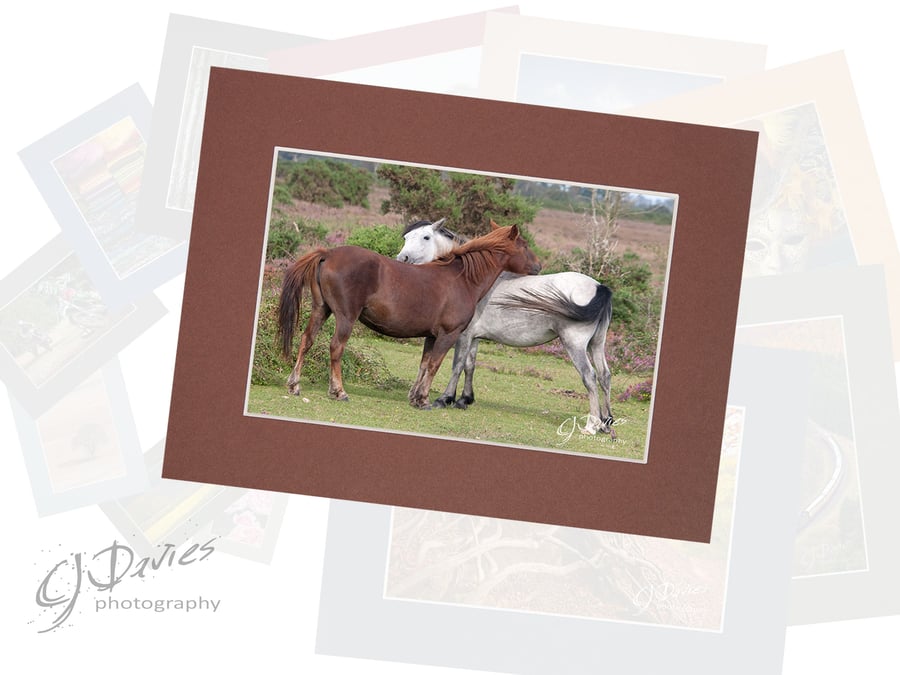 CJ140 - New Forest ponies