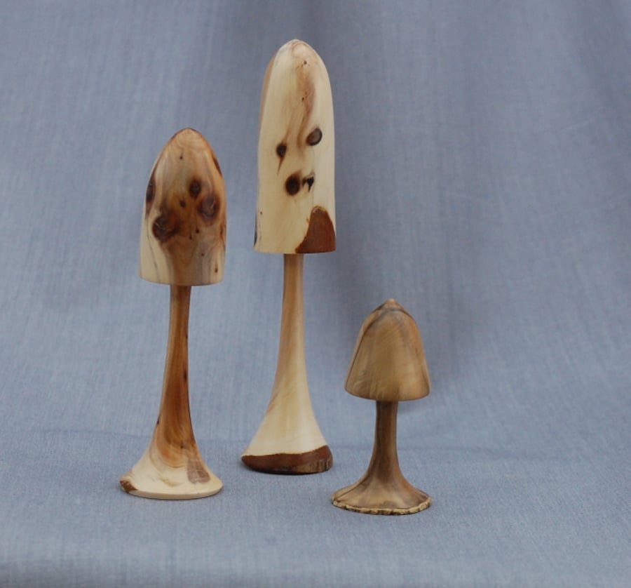 Trio of Fungi in English Woods