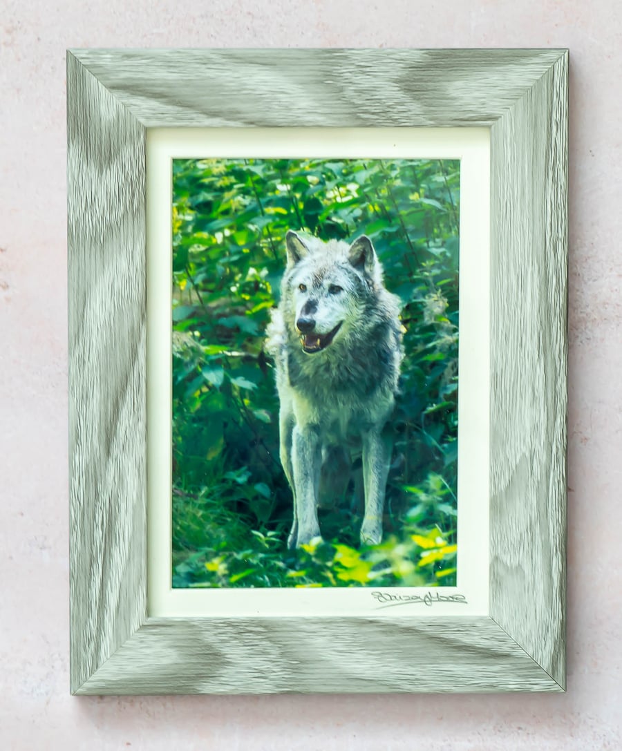 Grey Wolf Photograph in Wooden Frame
