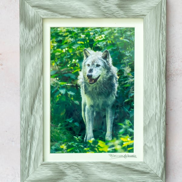 Grey Wolf Photograph in Wooden Frame