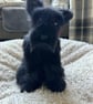Scottish Terrier pup