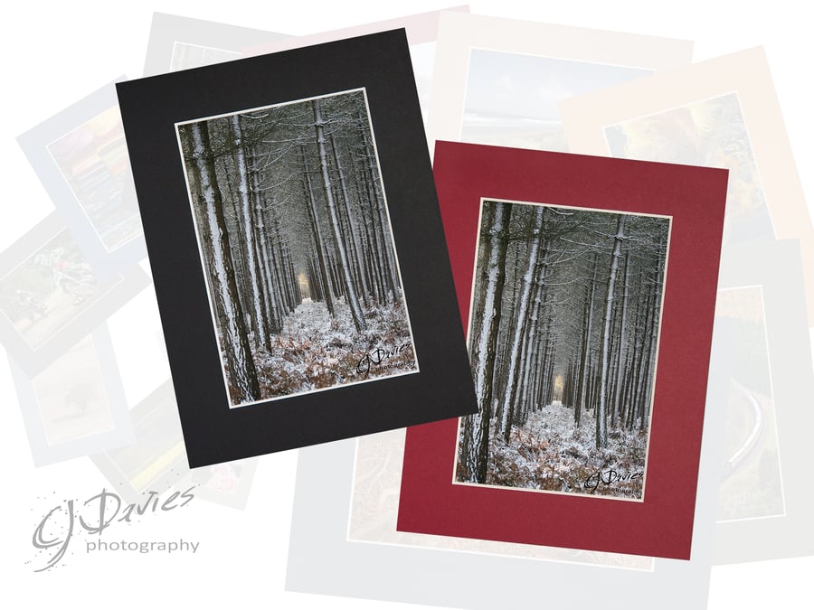 CJ100 - Christmas card: Winter woodland cathedral