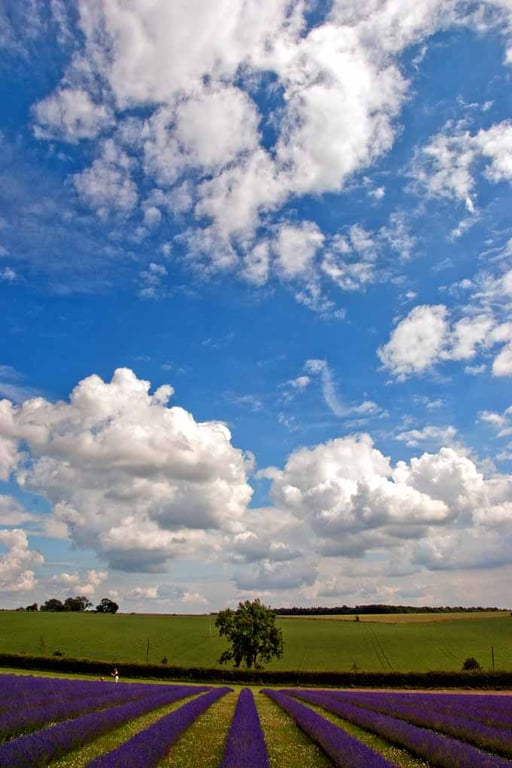 Lavender Field Purple Flowers Cotswolds Photograph Print