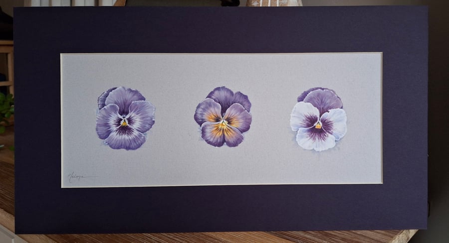 Purple Violas