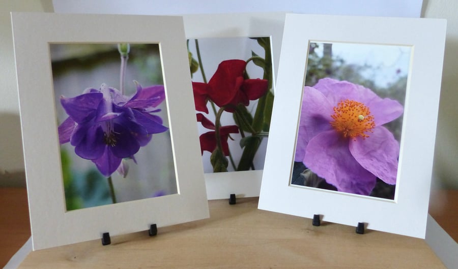 3 - 8' x 6" Mounted Flower Photos