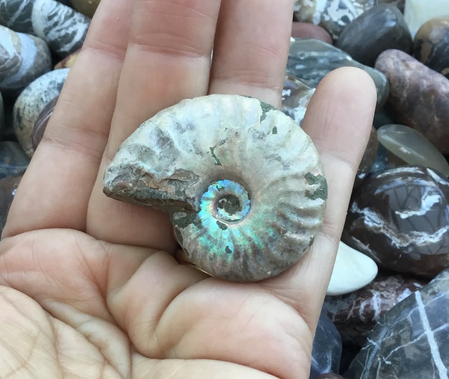 Collectable Iridescent Ammonite Specimen for Crafter or Fossil Enthusiast.