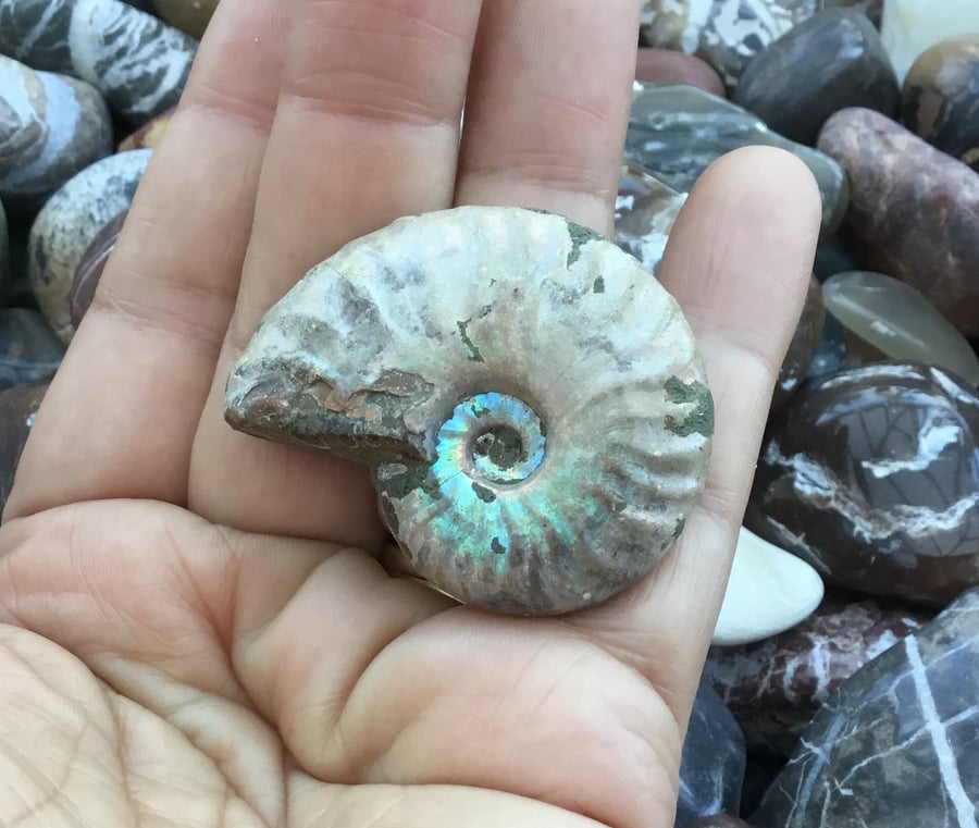 Collectable Iridescent Ammonite Specimen for Crafter or Fossil Enthusiast.