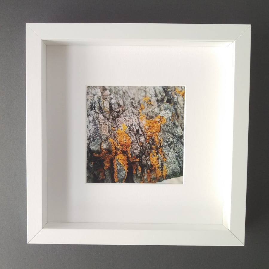 Lichen and Wood - Up Close Coast Framed Photograph