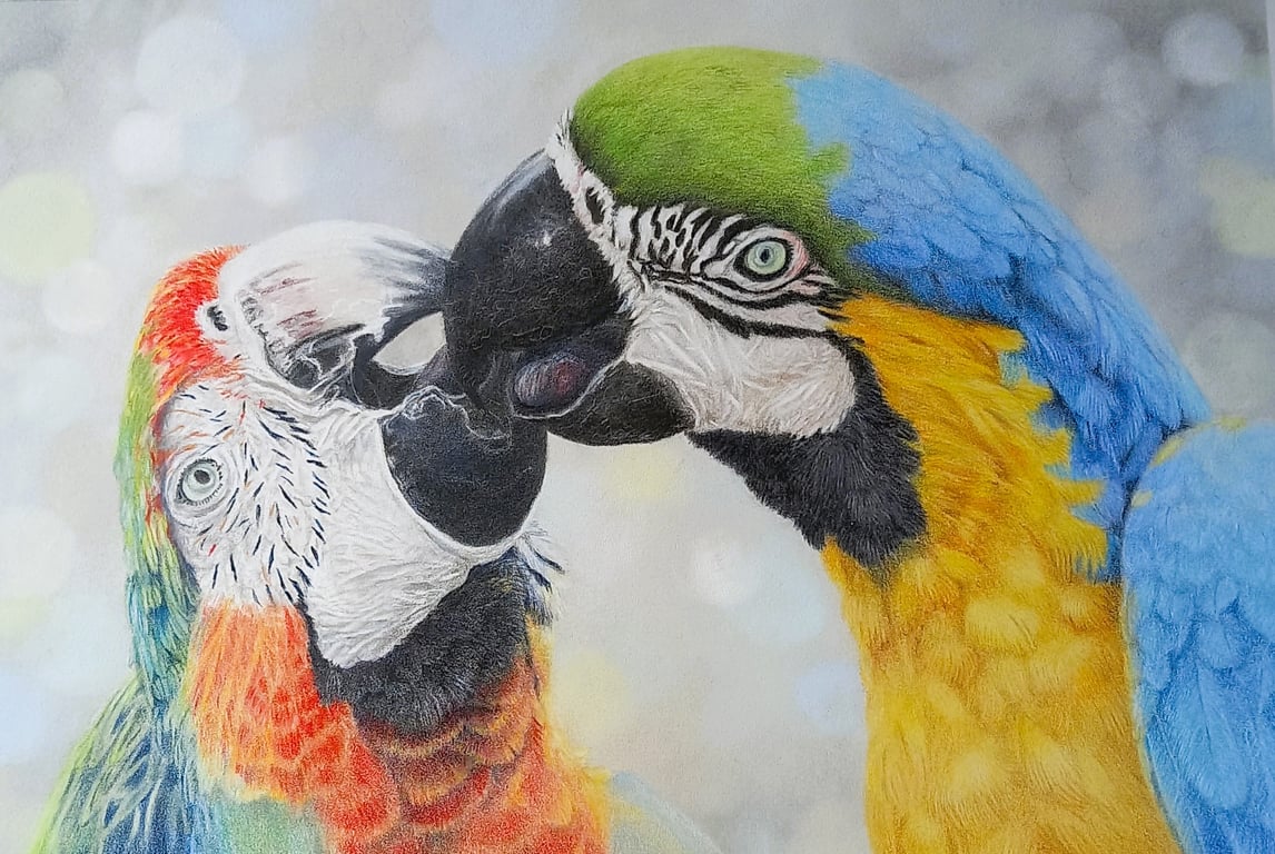  Two Colourful Parrots: Kissing Macaws 