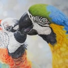  Two Colourful Parrots: Kissing Macaws 
