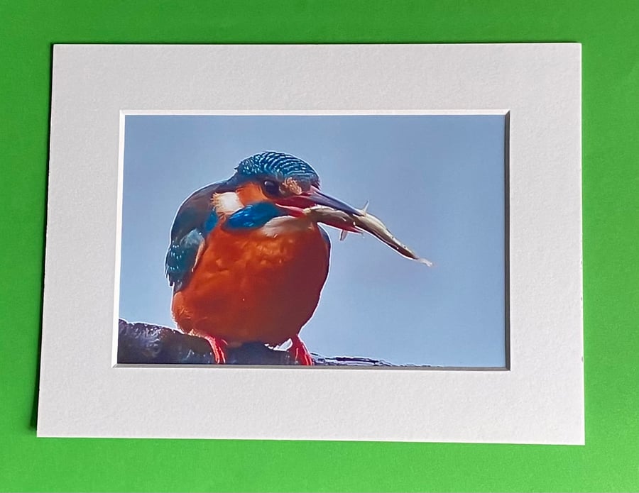 Kingfisher with His Dinner - Photograph with White Mount and Backing Board