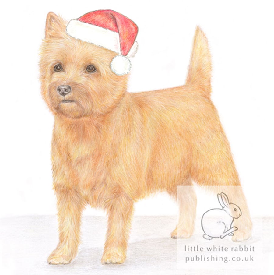 Paddy the Cairn Terrier - Christmas Hat Card