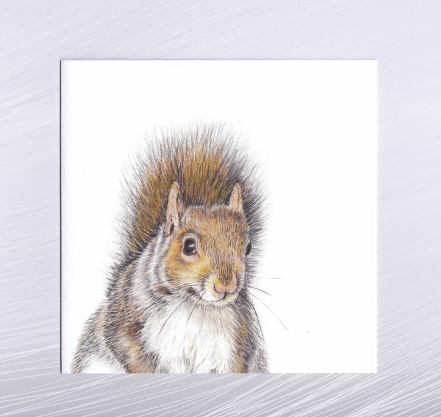 Grey Squirrel Greetings Card  