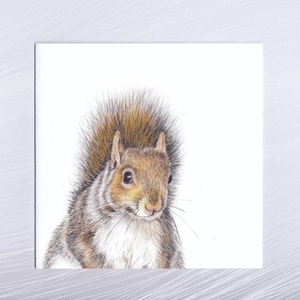 Grey Squirrel Greetings Card  