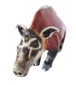 Red River Hog Ceramic Ornament - Hand Built