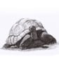 Giant Tortoise Original Graphite Pencil Drawing - Image 2