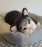 Tuxedo Kitten, Dotpebblesknits Design - Image 4