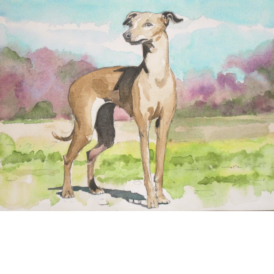 Italian Greyhound. Signed, original watercolour painting