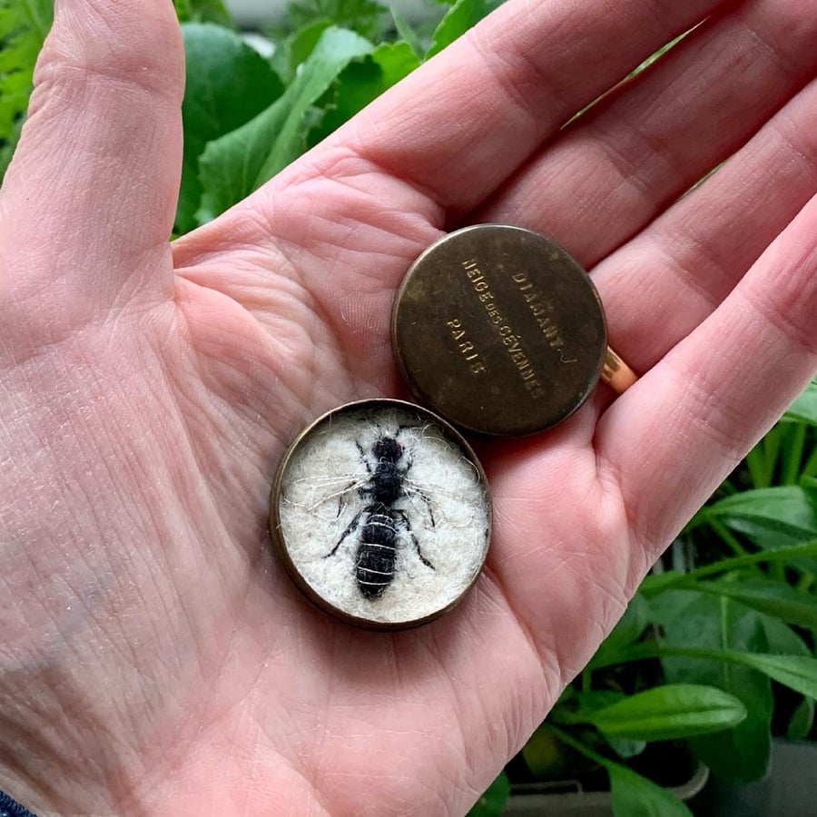 178b - Lasioglossum parvulum or Male Smooth-gastered Furrow Bee  