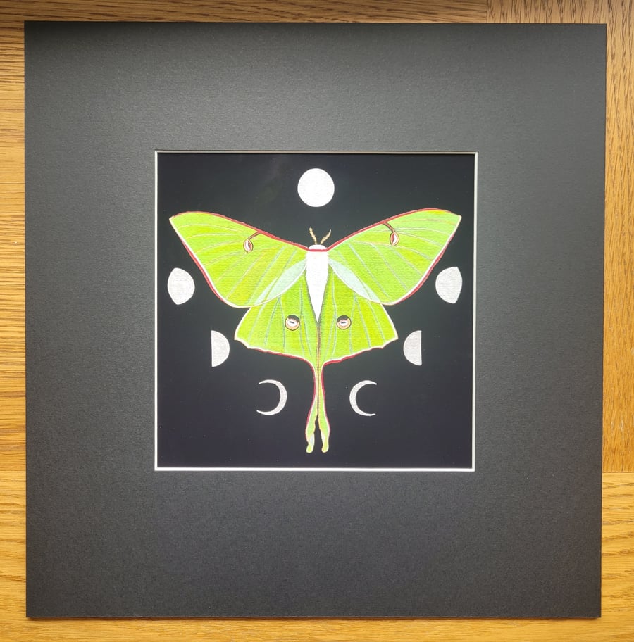 Large Square Luna Moth Print