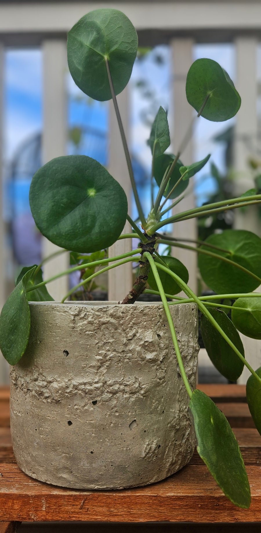 Small Handmade Concrete Plant Pot, With Drainage, Indoor & Outdoor Planter