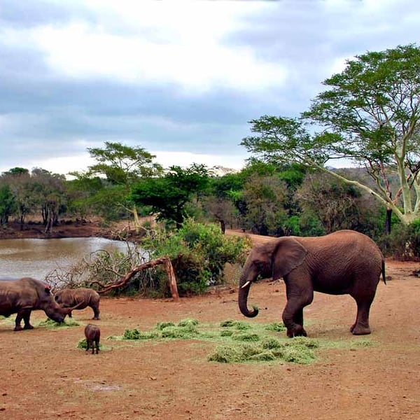 African Elephant White Rhinoceros South Africa Photograph Print