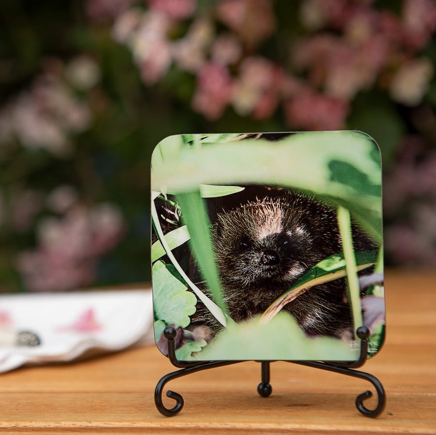 Hedgehog Wooden Coaster - Original Animal Photo Gifts - Wildlife Scene Coaster -