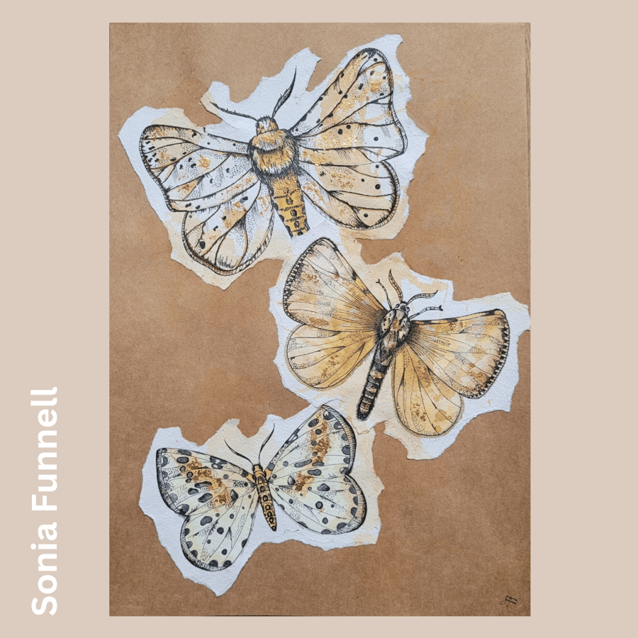 Original Moth Watercolour Drawing 