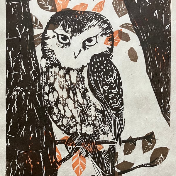 Tawny Owl in Beech Tree