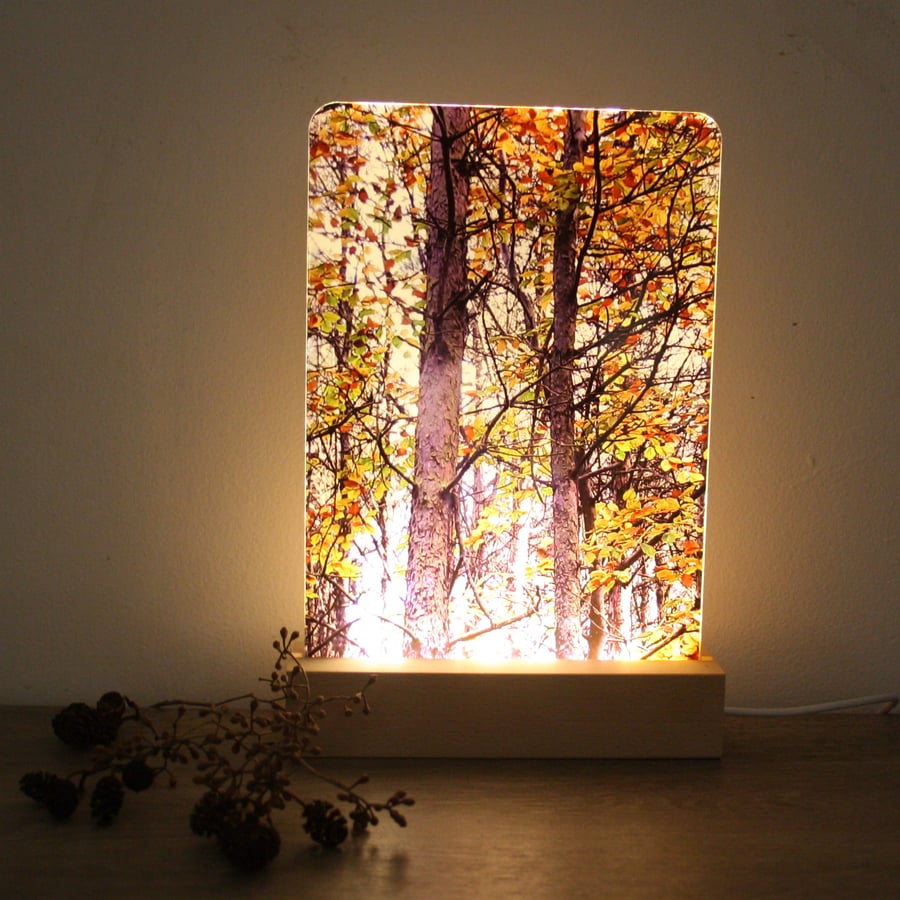 Lamp - LED night light - acrylic photo frame - Autumn birch tree print