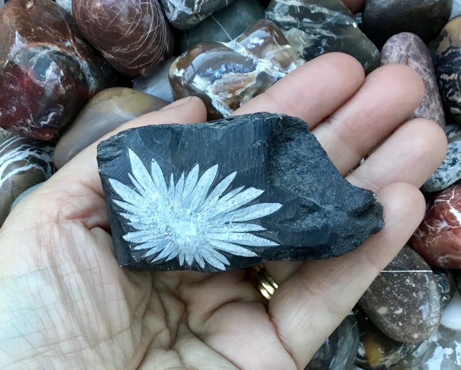 Stunning Natural Chrysanthemum Rock for Display, Collector or Photography Prop.