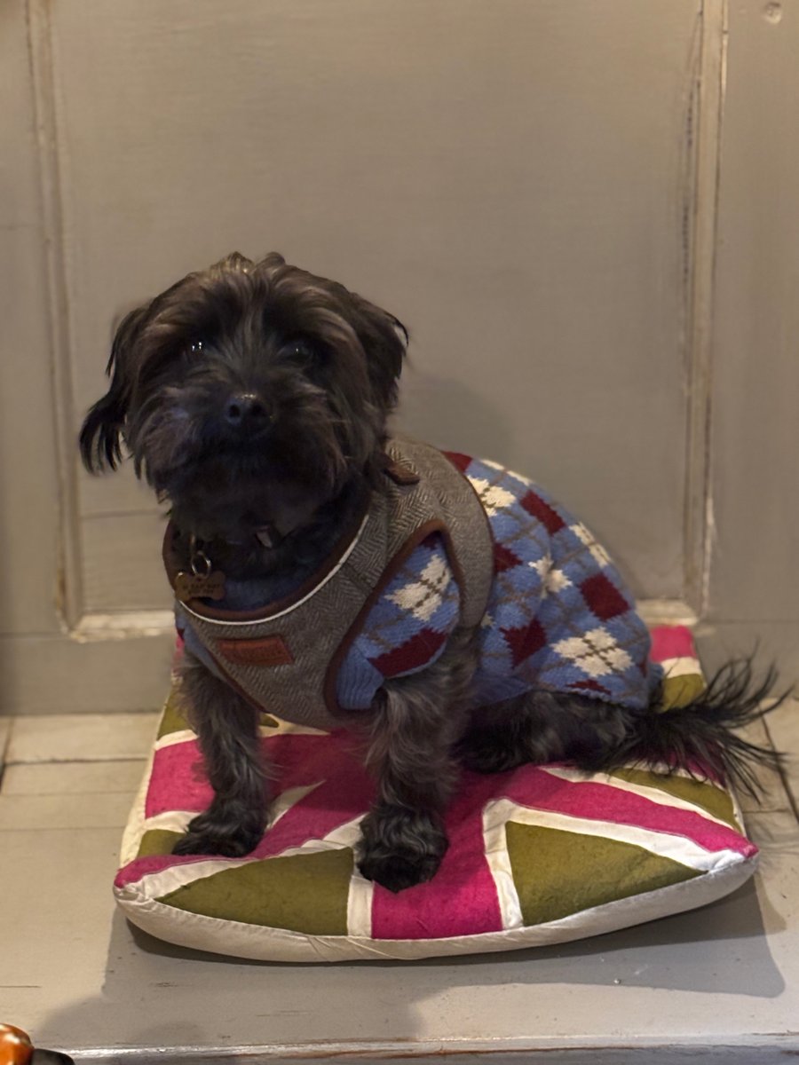 The Little French Dog
