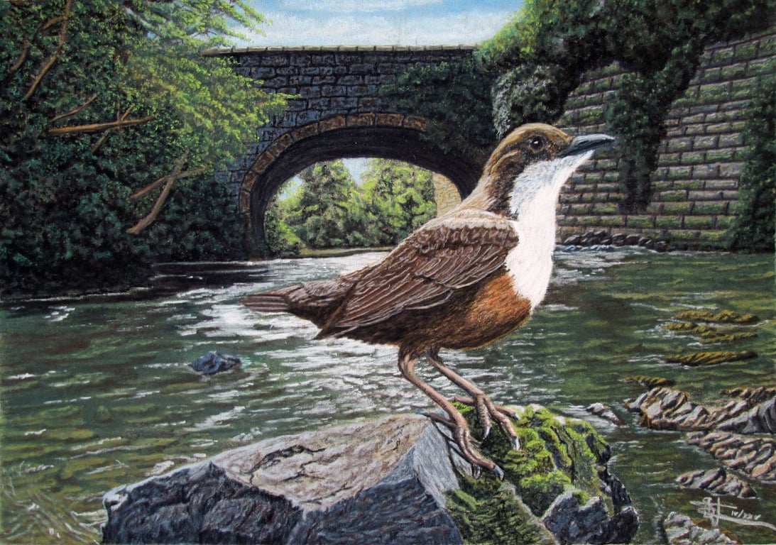 Bird on a Perch: Dipper