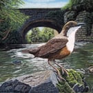 Bird on a Perch: Dipper