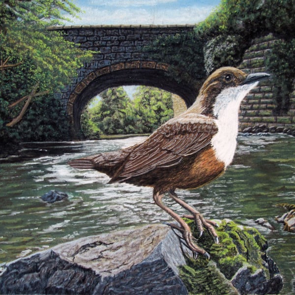 Bird on a Perch: Dipper