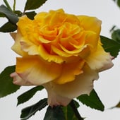 TheSecretgardenco01