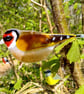 Fused glass goldfinch